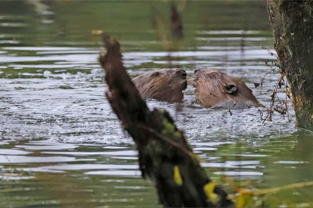 Zwei Biber im Wasser. Foto: Sven Möhring, uNB Landkreis Leipzig