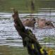 Zwei Biber im Wasser. Foto: Sven Möhring, uNB Landkreis Leipzig