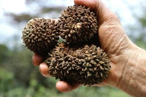 Die großen, holzigen Früchte der Palme Manicaria saccifera, die für ihre Verbreitung auf große Tiere angewiesen ist. Foto: John Dransfield, Royal Botanic Gardens, Kew