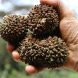 Die großen, holzigen Früchte der Palme Manicaria saccifera, die für ihre Verbreitung auf große Tiere angewiesen ist. Foto: John Dransfield, Royal Botanic Gardens, Kew