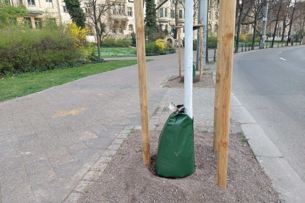Frisch gepflanzte Straßenbäume am Dittrichring - vorsorglich gleich mit Wassersack. Foto: LZ