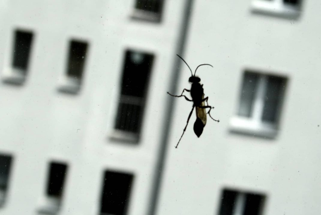 Auch in Leipzig sind Insekten deutlich seltener geworden., Foto:; Ralf Julke