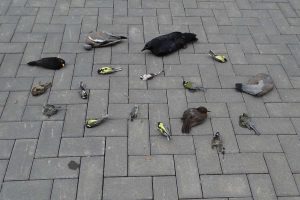 Diese Vögel sind an einer Glasfassade tödlich verunglückt. Foto: NABU Leipzig