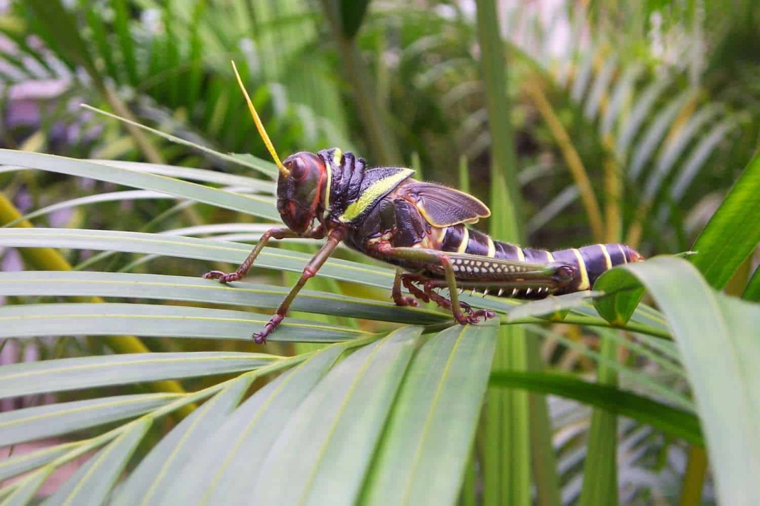 Die wissenschaftliche Literatur erfasst nur einen kleinen Teil der Artenvielfalt. Insektenarten, vor allem solche in artenreichen tropischen Regionen, sind wenig erforscht und werden in Statusberichten zur Biodiversität kaum berücksichtigt. Foto: Alexa Schmitz / pixabay