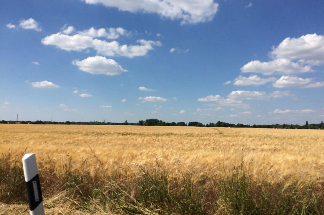 Getreidefeld bei Leipzig. Foto: Ralf Julke