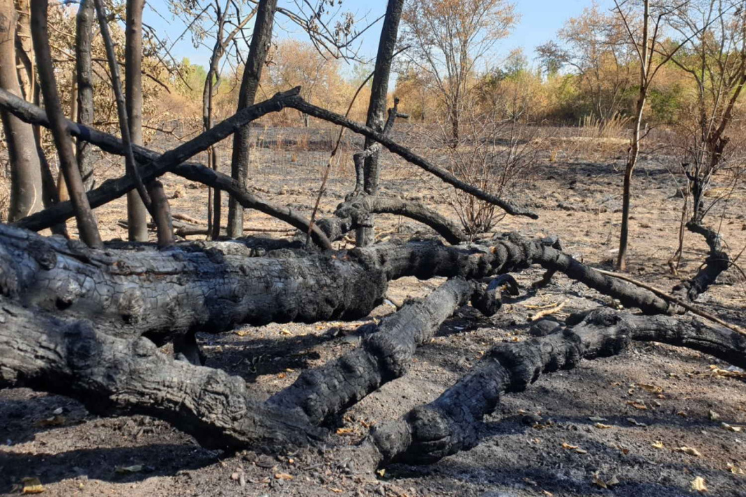 Verbranntes Waldstück am Kulkwitzer See. Foto: Jan Kaefer