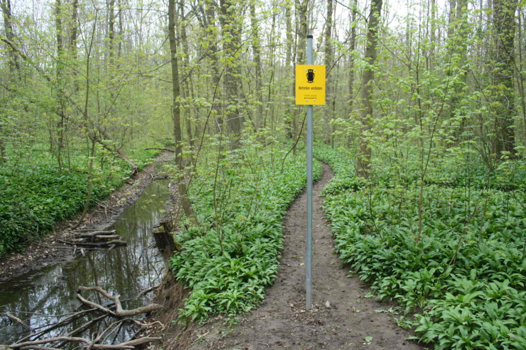 Diesen Pfad haben keine Wildschweine getrampelt. Foto: Ralf Julke