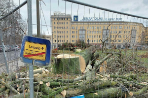 Abgeholzte Bäume auf der Grünfläche an der Windmühlenstraße. Foto: Grit Müller