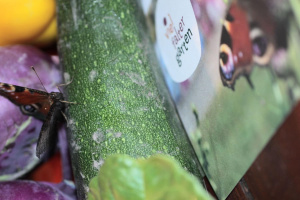 Ein Tagpfauenauge in einer Gemüsekiste. Foto: Guy Pe´er