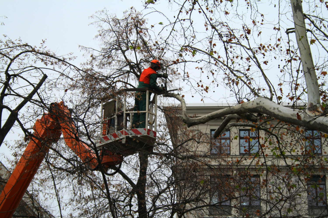 Baumpflegearbeiten - hier in der Lennéanlage an der Schillerstraße. Archivfoto: Ralf Julke
