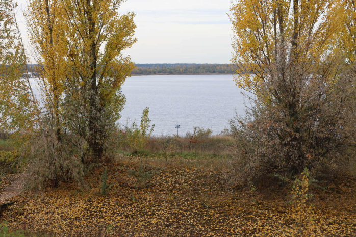 Blick durch goldene Pappeln auf den Schladitzer See. Foto: Ralf Julke