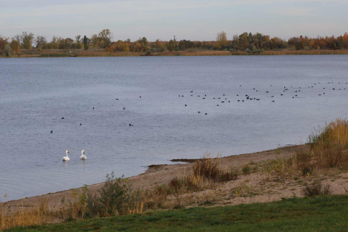 Wasservogelparadies Schladitzer See. Foto: Ralf Julke