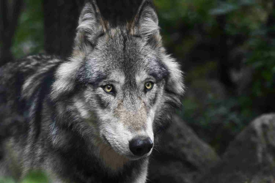 Portraiaufnahme eines Wolfes.
