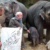 Zu sehen sind das Elefantenkalb, zwei erwachsene Elefanten und der Zoodirektor und ein Tierpfleger, die das Schild mit dem Namen hochhalten.
