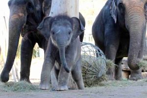 Kleiner Elefantenbulle auf großer Namenssuche.