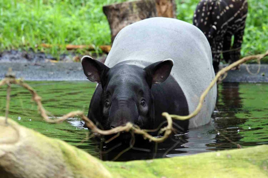 Schabrackentapir Laila badet im Leipziger Zoo