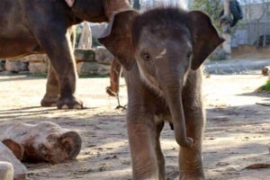 Selbstbewusst unterwegs - der kleine Elefantenbulle im Zoo Leipzig