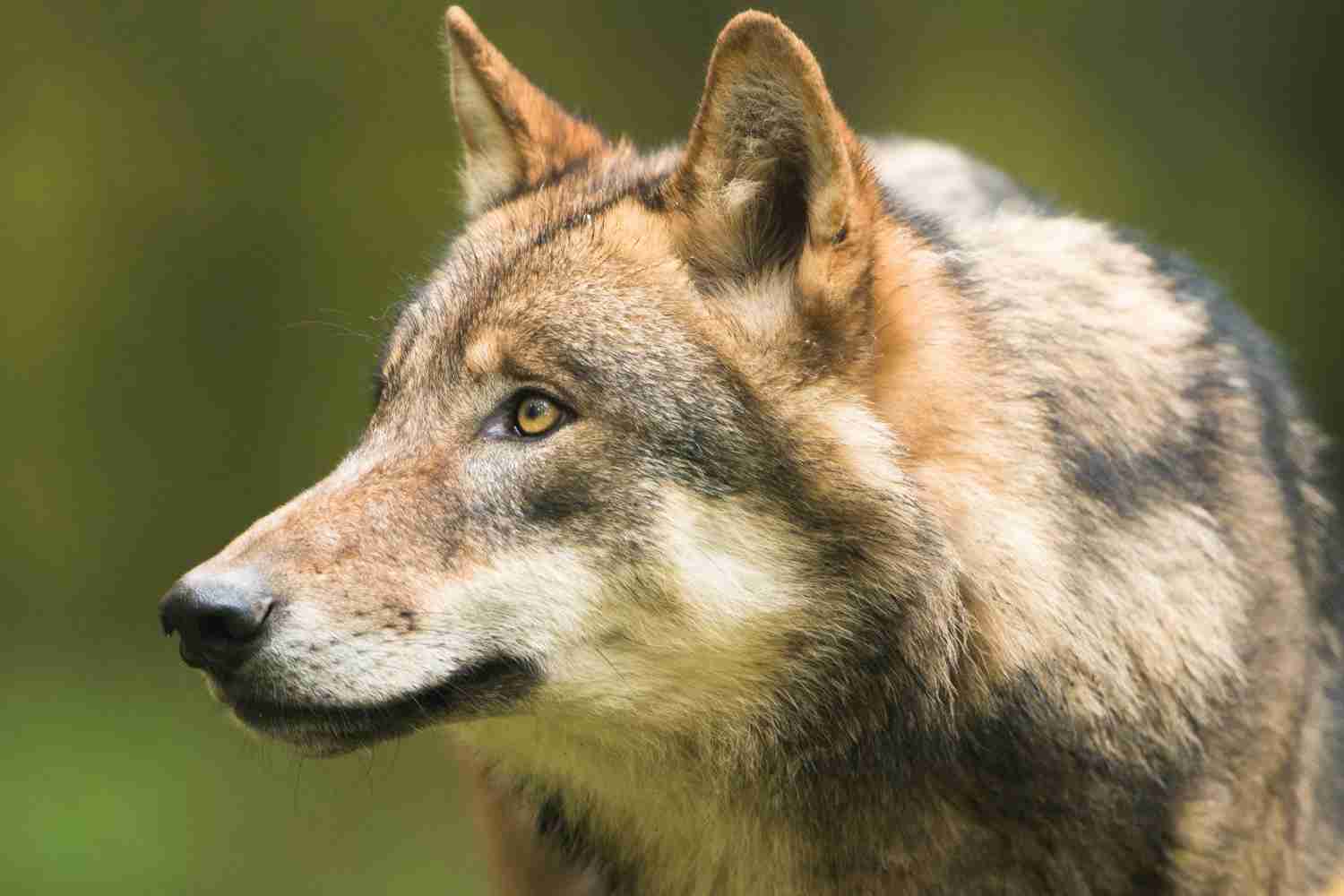 Wolfswelpen Dresdner Heide: Bitte an Spaziergänger und Pilzsuchende, den  Lebensraum der Wildtiere nicht zu beunruhigen · Leipziger Zeitung
