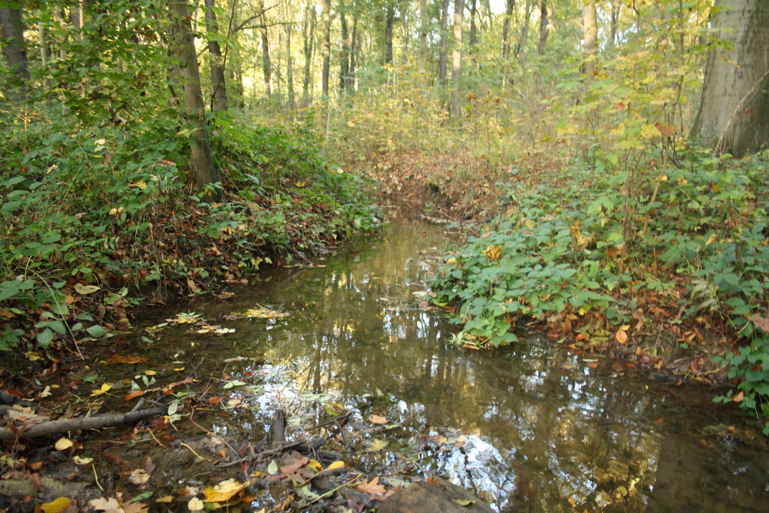 Der Burgauenbach in der Nordwestaue. Foto: Ralf Julke