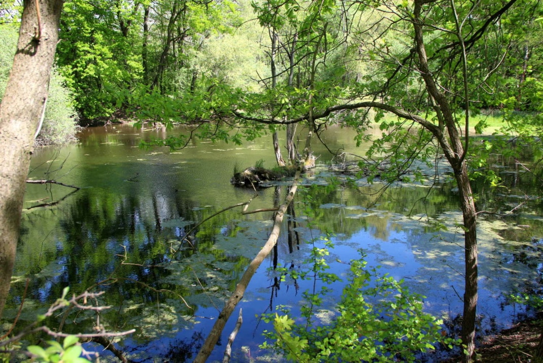 Blick in die Papitzer Lachen.