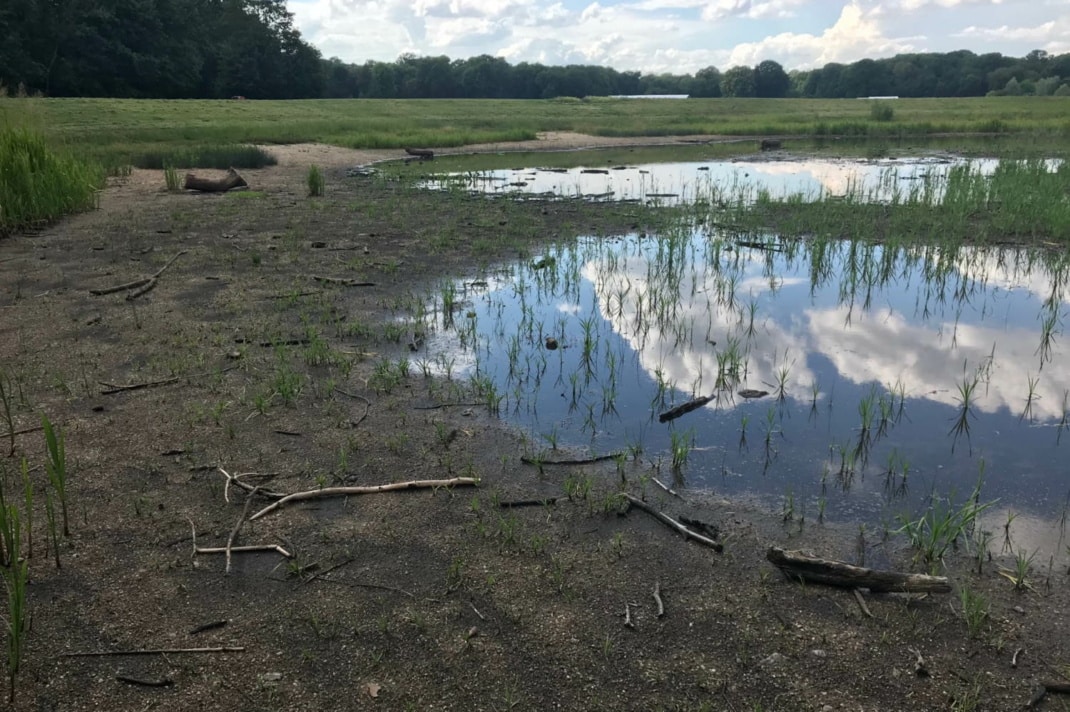 Blick auf die Reste des Rosentalteichs.