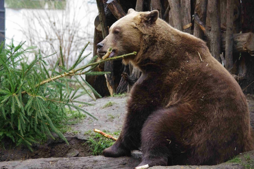 Ein Braunbär knabbert an einem Weihnachtsbaum
