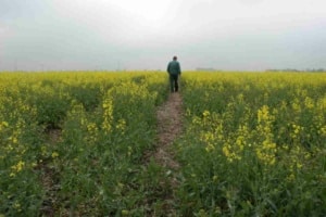 Ein Landwirt geht über ein Rapsfeld