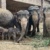 Elefantenherde mit zwei Jungtieren