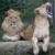 Löwenpaar „Majo“ und „Kigali“ auf der Löwensavanne „Makasi Simba“
