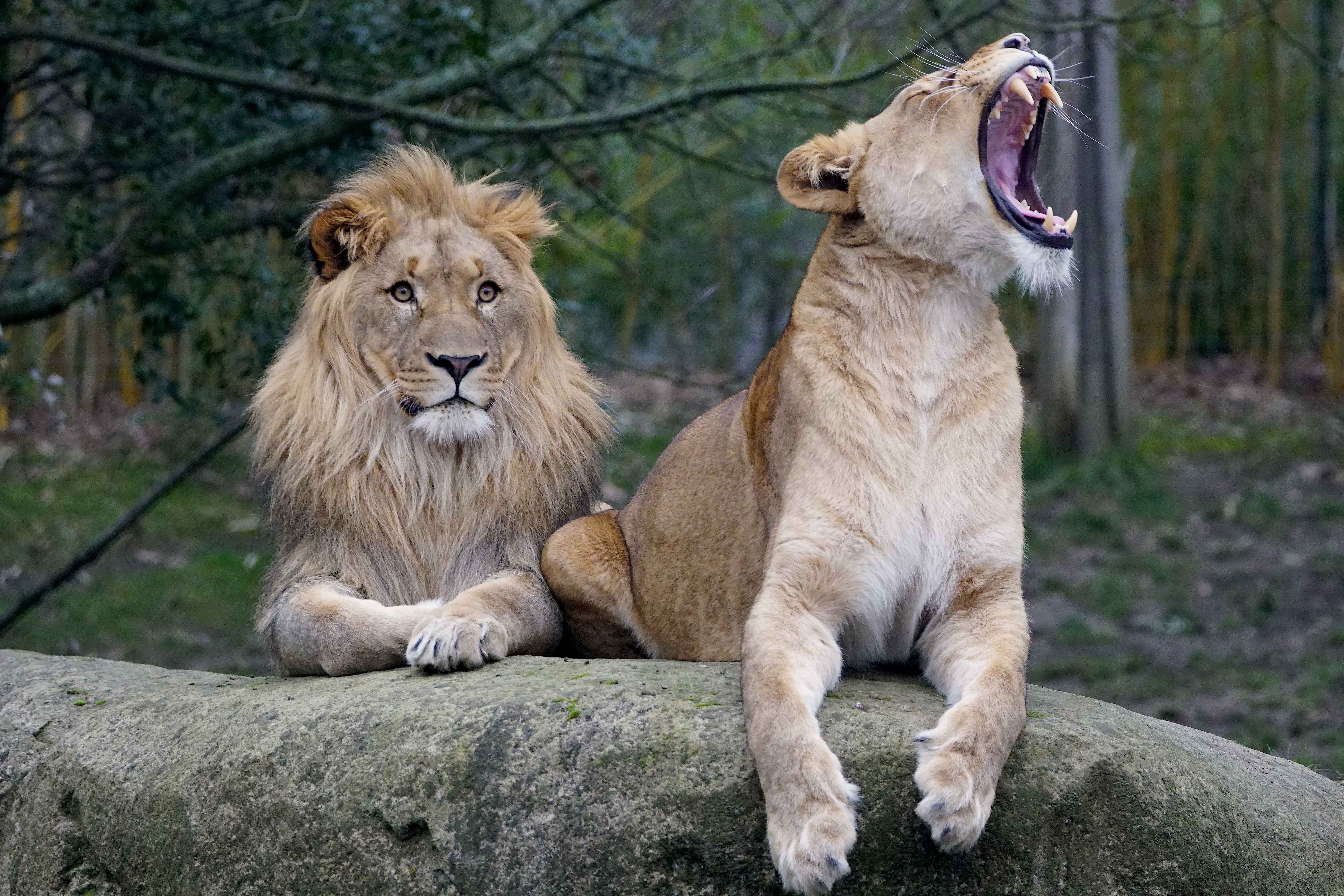 Löwenpaar „Majo“ und „Kigali“ auf der Löwensavanne „Makasi Simba“ © Zoo Leipzig