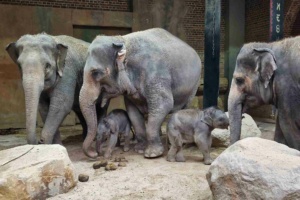 Drei erwachsene Elefanten und zwei Jungtiere