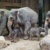 Drei erwachsene Elefanten und zwei Jungtiere