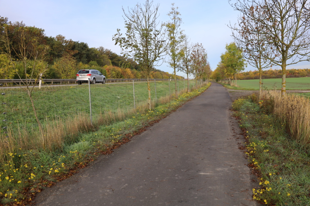 Radweg an der Louise-Otto-Peters-Allee. Foto: Ralf Julke
