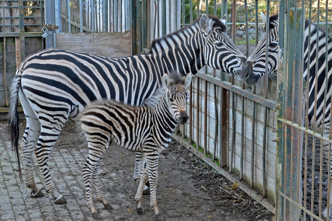 Der Zebra-Nachwuchs mit zwei erwachsenen Zebras