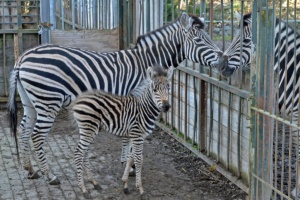 Der Zebra-Nachwuchs mit zwei erwachsenen Zebras