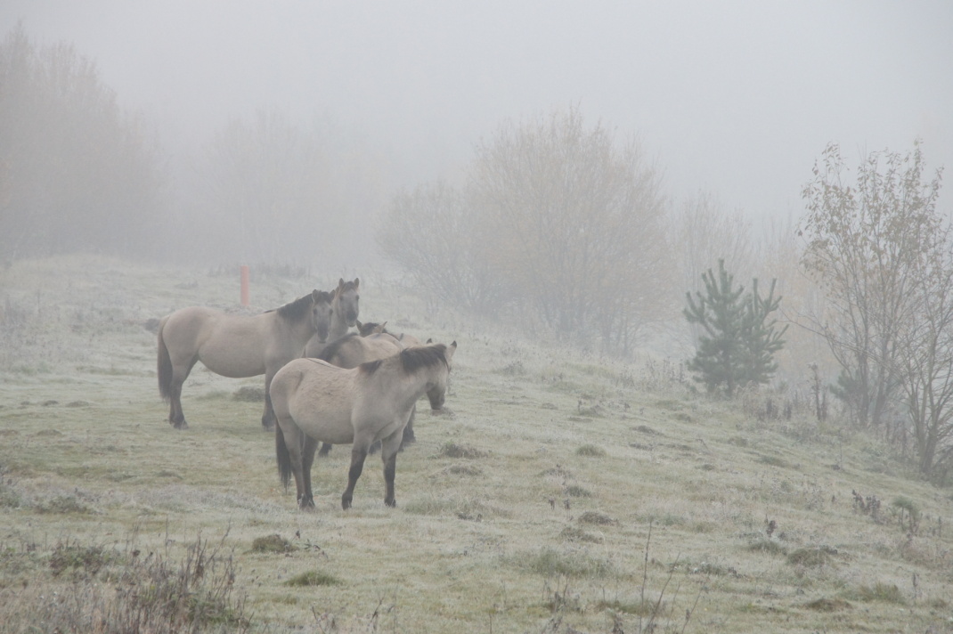 Konik-Pferde in der Bergbaufolgelandschaft Bockwitz © Archiv LaNU