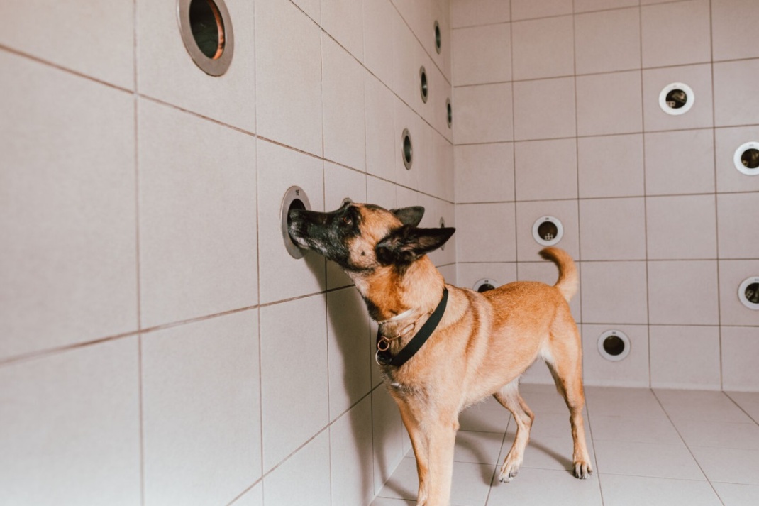 Spürhund beim Training © Polizei Sachsen - BPP