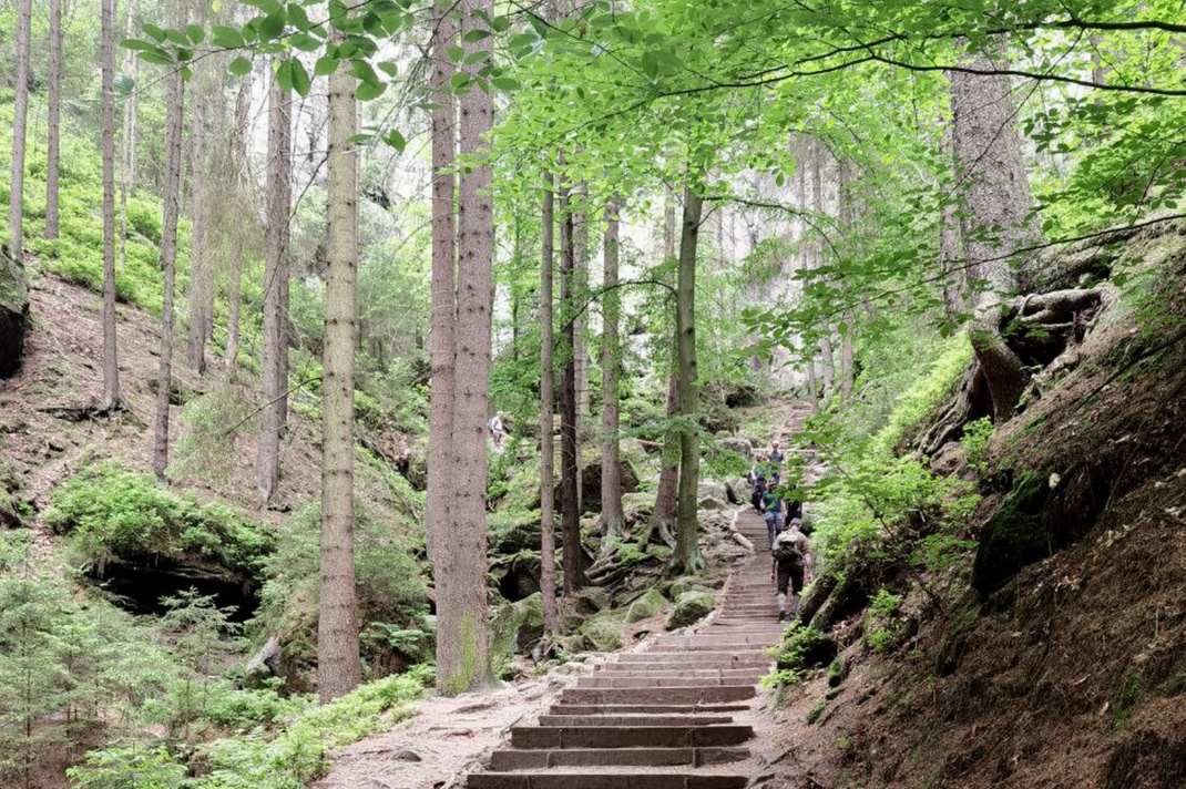 Gehweg und Bäume in der Sächsischen Schweiz.