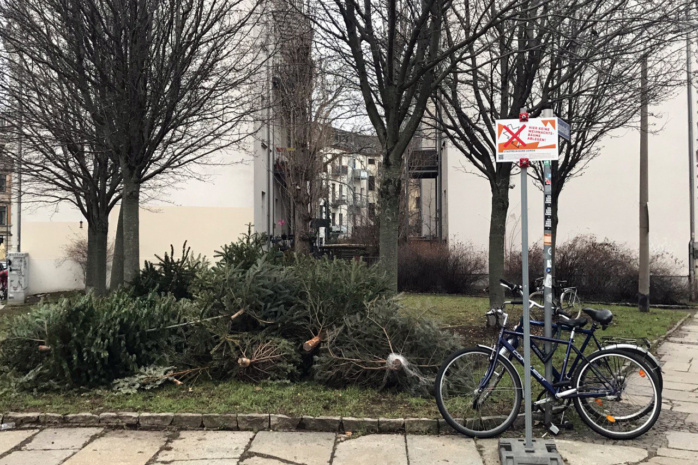 Mehrere illegal entsorgte Weihnachtsbäume in der Thomasiusstraße.