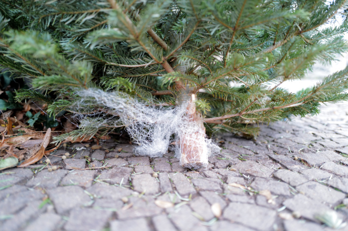 Detailaufnahme eines abgelegten Weihnachtsbaumes in Leipzig-Schleußig, an dessen Stamm sich Reste einer Folie befinden