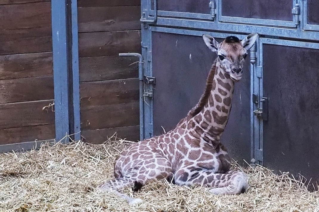 Giraffenjungtier im Stall liegend © Zoo Leipzig