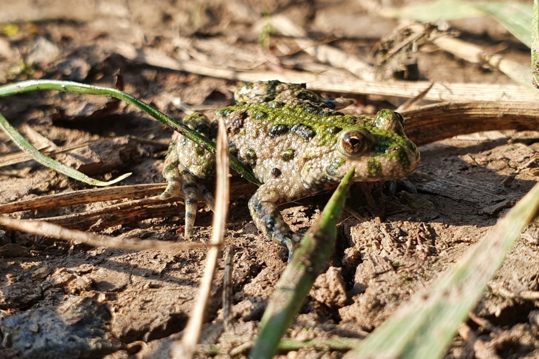 Rotbauchunke. Foto: Kathleen Burkhardt-Medicke