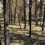 In der Gohrischheide wurde im Jahr 2022 mit einer Schadfläche von etwa 553 Hektar der größte Einzelwaldbrand seit 1992 verzeichnet. © Inge Gerdes, Sachsenforst