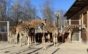 Giraffenjungtier von Sipiwe in der Herde im Aussengehege. Foto: Zoo Leipzig