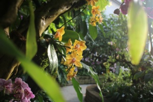 Tropischer Blütenzauber zur Orchideenschau im Botanischen Garten. Foto: Botanischer Garten