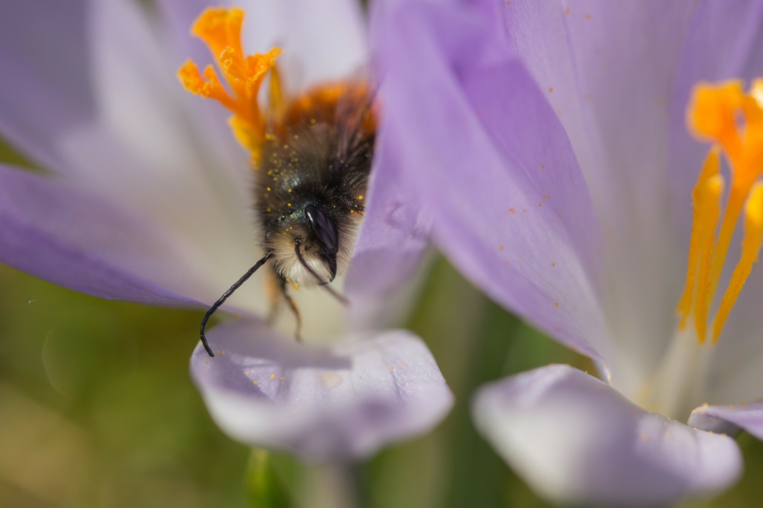 Gehörnte Mauerbiene. Quelle: S. Mösch / naturimdetail.de