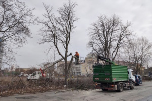 Baumfällarbeiten am Wilhelm-Leuschner-Platz. Foto: Steffen Peschel