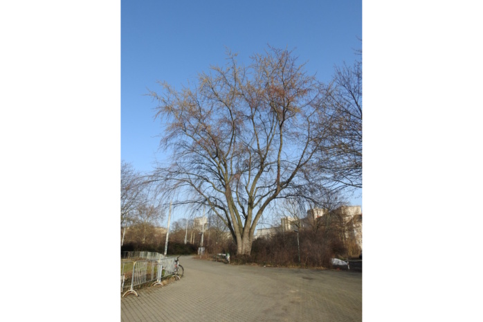 Will die Stadt nicht schützen: Silberahorn am ehemaligen Bowlingtreff. Foto: NABU Leipzig