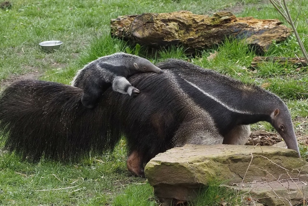 Ameisenbären-Jungtier mit Weibchen Bardana auf Erkundungstour © Zoo Leipzig