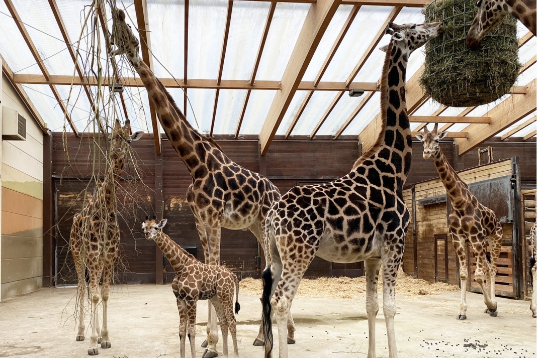 Giraffenjungtier Niara in der Herde. Foto: Zoo Leipzig